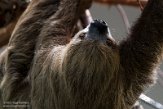 NAA01215284 tweevingerige luiaard / Choloepus didactylus