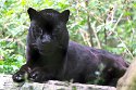 NAA01241422 jaguar / Panthera onca