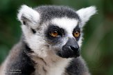 NAV01212235 ringstaartmaki / Lemur catta