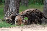 NBB01212750 gevlekte hyena / Crocuta crocuta