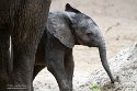 NBB01240198 Afrikaanse olifant / Loxodonta africana