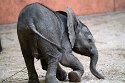 NBB01240231 Afrikaanse olifant / Loxodonta africana