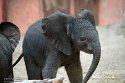 NBB01240235 Afrikaanse olifant / Loxodonta africana