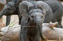 NBB01240262 Afrikaanse olifant / Loxodonta africana