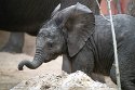 NBB01240276 Afrikaanse olifant / Loxodonta africana