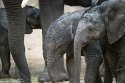 NBB01240286 Afrikaanse olifant / Loxodonta africana