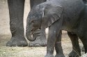 NBB01240308 Afrikaanse olifant / Loxodonta africana