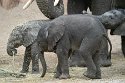 NBB01240316 Afrikaanse olifant / Loxodonta africana