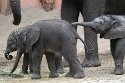 NBB01240317 Afrikaanse olifant / Loxodonta africana