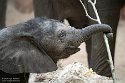 NBB01240325 Afrikaanse olifant / Loxodonta africana