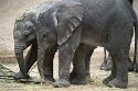 NBB01240331 Afrikaanse olifant / Loxodonta africana