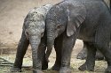 NBB01240334 Afrikaanse olifant / Loxodonta africana