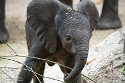 NBB01240344 Afrikaanse olifant / Loxodonta africana