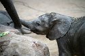 NBB01240359 Afrikaanse olifant / Loxodonta africana