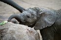 NBB01240365 Afrikaanse olifant / Loxodonta africana