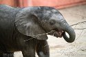 NBB01240373 Afrikaanse olifant / Loxodonta africana