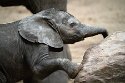 NBB01240410 Afrikaanse olifant / Loxodonta africana