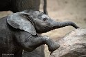 NBB01240414 Afrikaanse olifant / Loxodonta africana