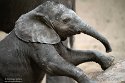 NBB01240416 Afrikaanse olifant / Loxodonta africana