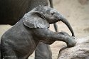 NBB01240418 Afrikaanse olifant / Loxodonta africana