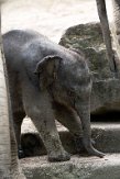 NDB01210099 Aziatische olifant / Elephas maximus