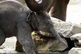NDB01210111 Aziatische olifant / Elephas maximus