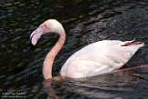NDB01210203 Europese flamingo / Phoenicopterus roseus
