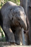 NDB01220044 Aziatische olifant / Elephas maximus