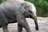 NDB01220134 Aziatische olifant / Elephas maximus