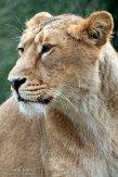 NDB02220201 Aziatische leeuw / Panthera leo persica