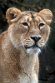 NDB01230003 Aziatische leeuw / Panthera leo persica