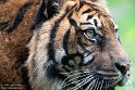 NDB03230404 Sumatraanse tijger / Panthera tigris sumatrae