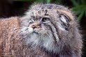 NDB03230415 manoel / Otocolobus manul manul