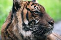 NDB01241129 Sumatraanse tijger / Panthera tigris sumatrae