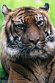 NDB01241137 Sumatraanse tijger / Panthera tigris sumatrae