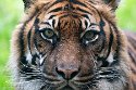 NDB01241159 Sumatraanse tijger / Panthera tigris sumatrae