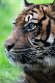NDB01241165 Sumatraanse tijger / Panthera tigris sumatrae