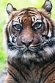 NDB01241166 Sumatraanse tijger / Panthera tigris sumatrae
