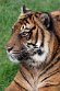 NDB02241349 Sumatraanse tijger / Panthera tigris sumatrae