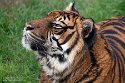 NDB02241352 Sumatraanse tijger / Panthera tigris sumatrae