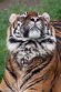 NDB02241355 Sumatraanse tijger / Panthera tigris sumatrae