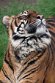 NDB02241364 Sumatraanse tijger / Panthera tigris sumatrae