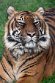 NDB02241380 Sumatraanse tijger / Panthera tigris sumatrae