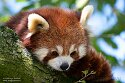 NDB01250679 rode panda / Ailurus fulgens