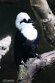 NDB03256912 zwart-witte lijstergaai / Garrulax bicolor