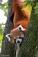 NDB03256931 rode panda / Ailurus fulgens