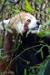 NDB01260020 rode panda / Ailurus fulgens
