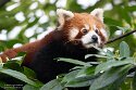 NDB01260027 rode panda / Ailurus fulgens