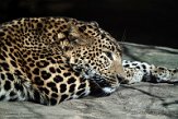 NBZ01230704 Sri Lanka panter/ Panthera pardus kotiya