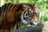 NBZ01230735 Sumatraanse tijger / Panthera tigris sumatrae